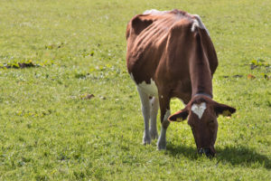 Kuh auf der Weide