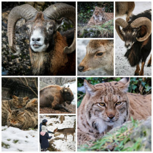 Tierpark Goldau