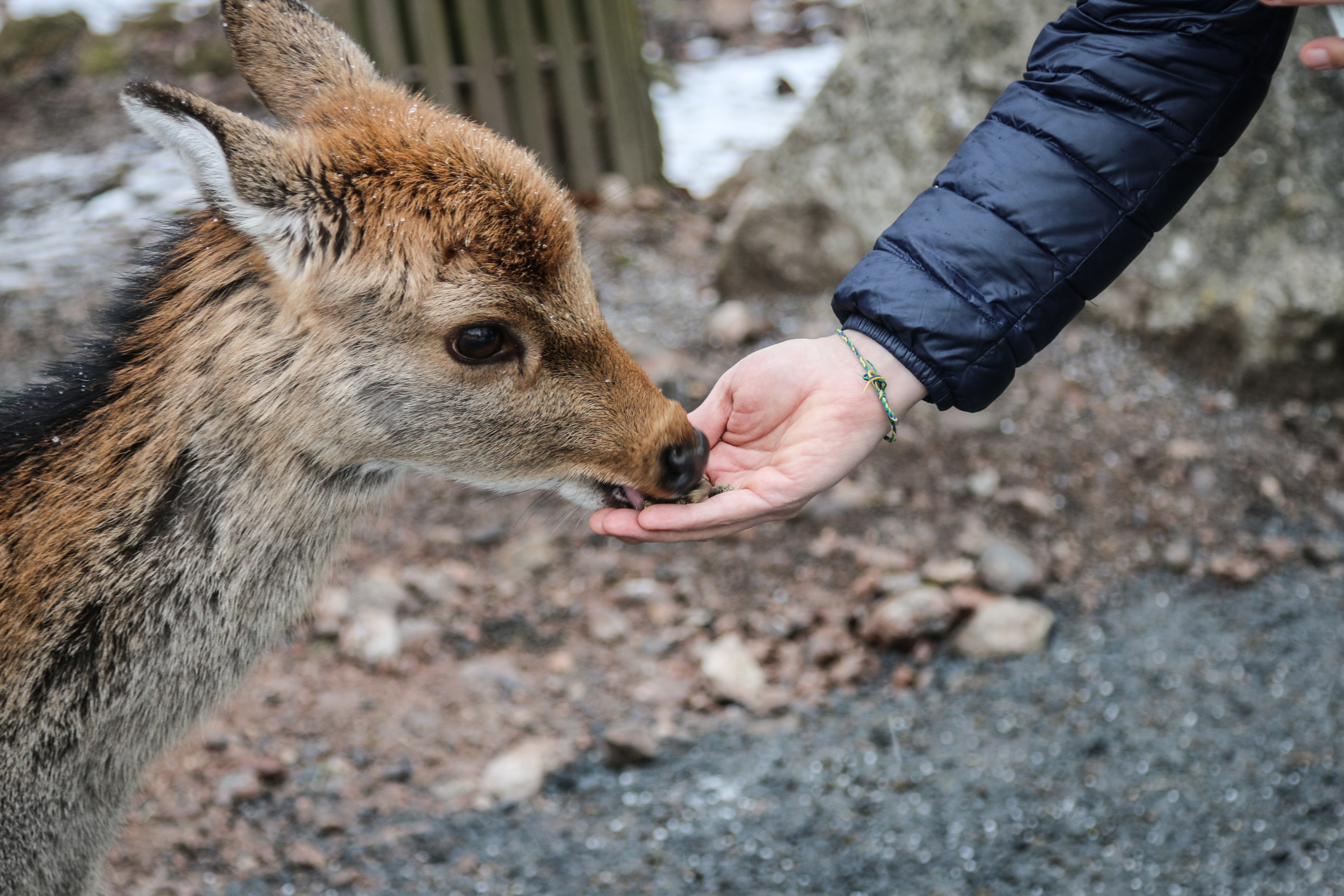 Tiere füttern im Tierpark Goldau